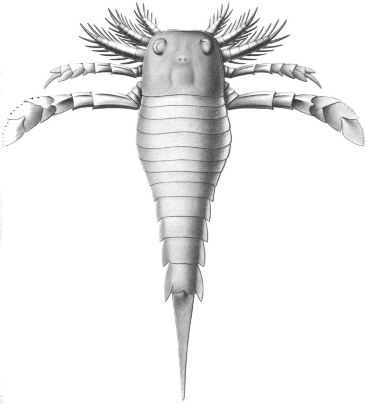 Eurypterid httpsuploadwikimediaorgwikipediacommonsff