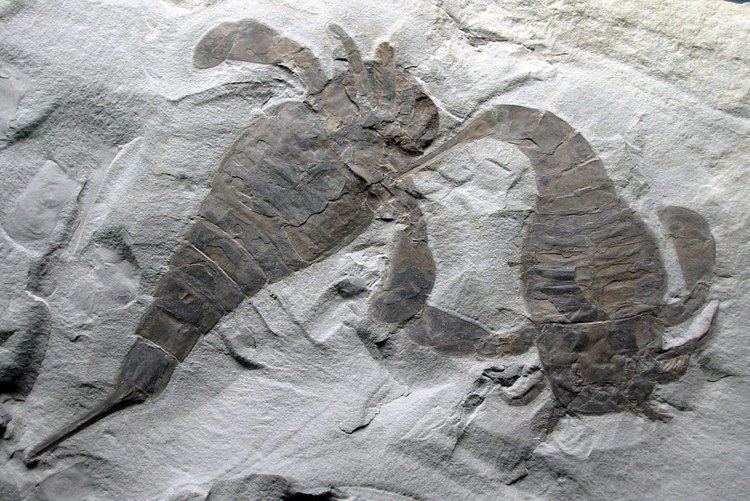 Eurypterid Geology Word of the Week E is for Eurypterid Georneys AGU