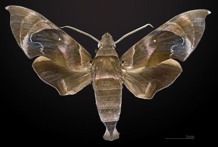 Eurypteryx bhaga