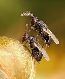 Eurytomidae httpsuploadwikimediaorgwikipediacommonsthu