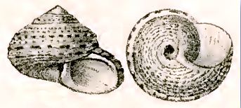 Eurytrochus concinnus