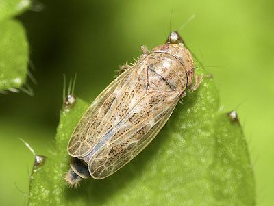 Euscelis Cicadellidae Euscelis incisus