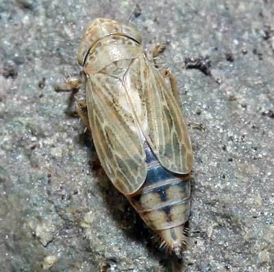 Euscelis Cicadellidae Euscelis lineolatus