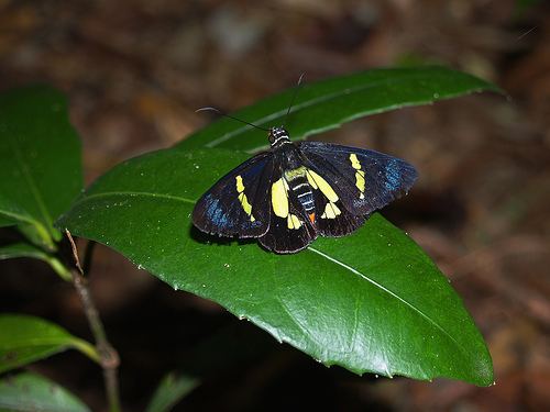 Euschemon Regent Skipper Euschemon rafflesia on Wilkiea austroqueenslandica