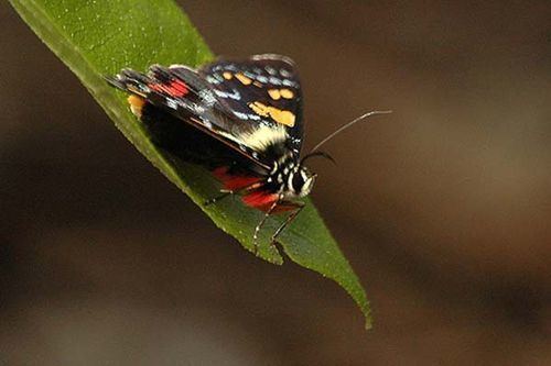 Euschemon Regent Skipper Euschemon rafflesia