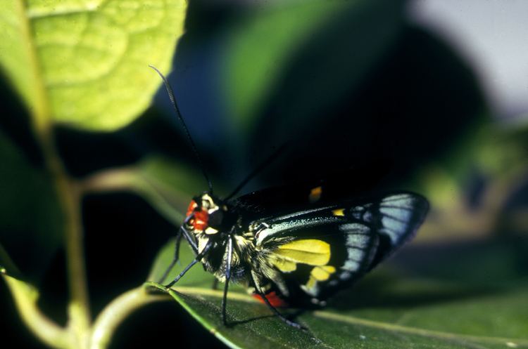 Euschemon A Regent Skipper Butterfly E CSIRO Science Image CSIRO Science