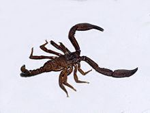 Euscorpiidae httpsuploadwikimediaorgwikipediacommonsthu