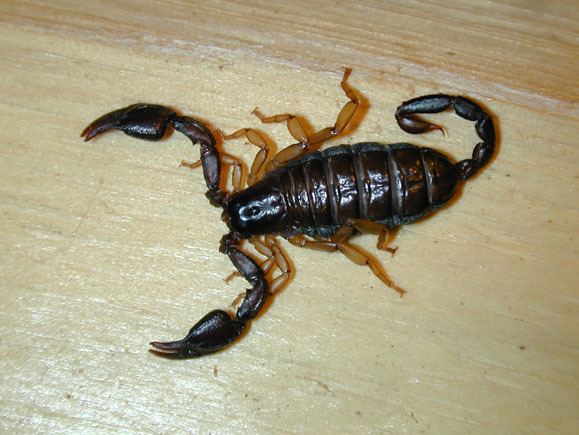 Euscorpius The Scorpion Files Euscorpius carpathicus Euscorpiidae