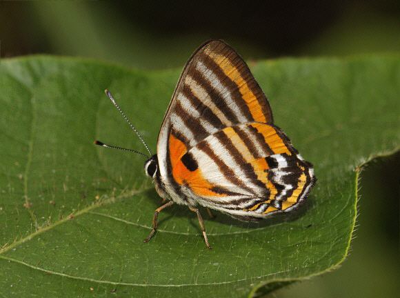 Euselasia Butterflies of Amazonia Euselasia toppini