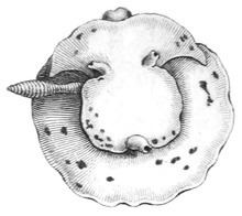 Euselenops luniceps httpsuploadwikimediaorgwikipediacommonsthu