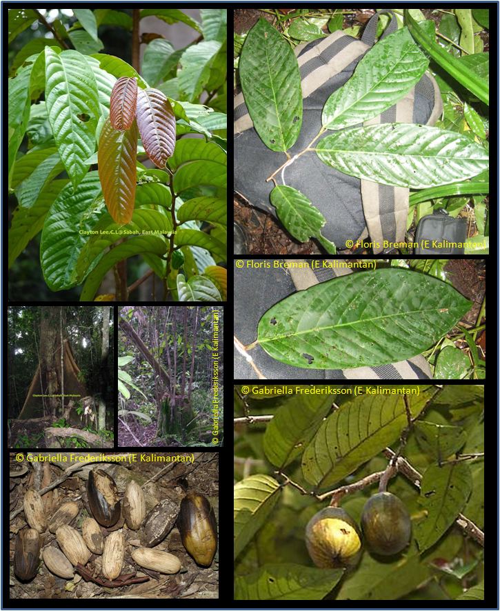 Eusideroxylon zwageri wwwasianplantnetLauraceaeEusideroxylonzwagerijpg
