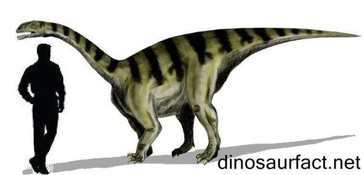 Euskelosaurus Euskelosaurus dinosaur