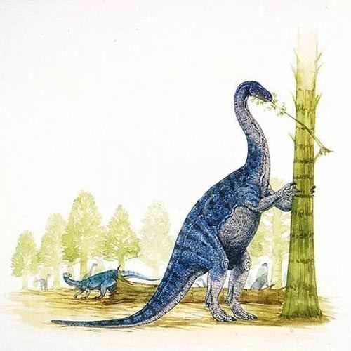Euskelosaurus Euskelosaurus Pictures amp Facts The Dinosaur Database