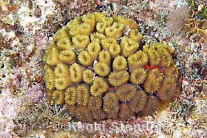 Eusmilia Smooth Flower Coral Eusmilia fastigiata