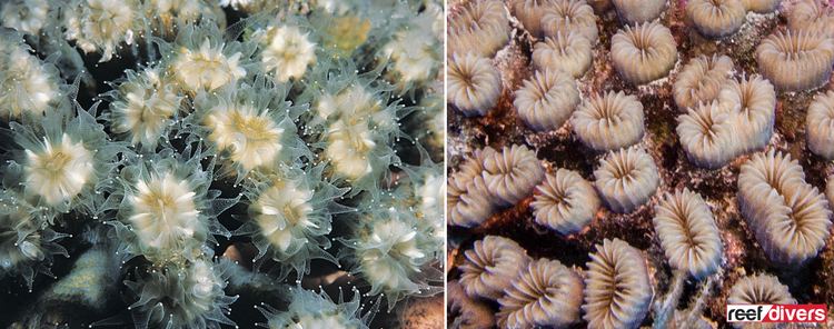 Eusmilia Caribbean Coral Diaries Eusmilia fastigiata reefdiversio
