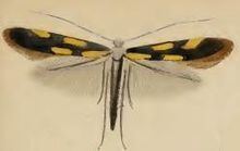 Euspilapteryx auroguttella httpsuploadwikimediaorgwikipediacommonsthu
