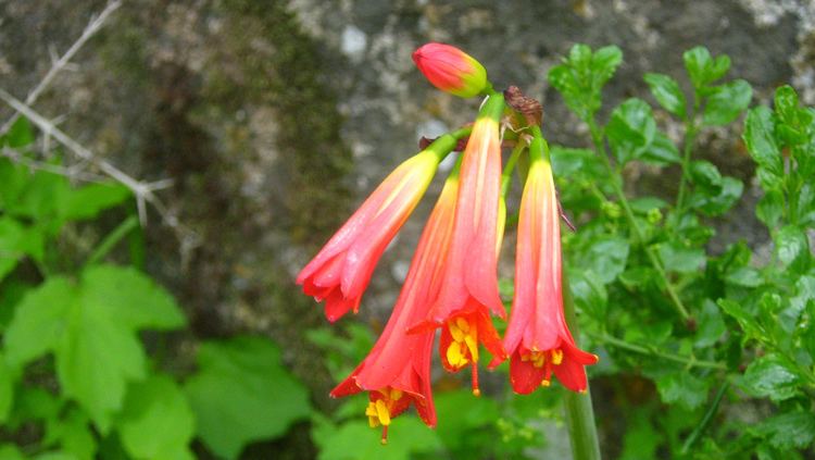 Eustephieae