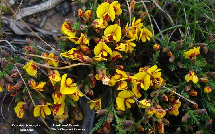 Eutaxia microphylla Mallee Bushpea WT Landcare Flora Index