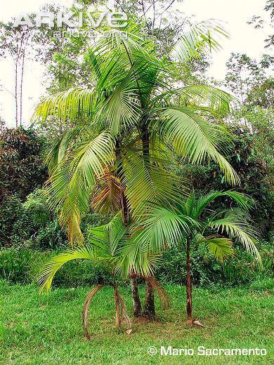 Euterpe (plant) Assai palm photo Euterpe edulis G107111 ARKive
