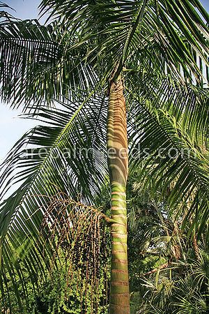 Euterpe (plant) Euterpe edulis Palmpedia Palm Grower39s Guide