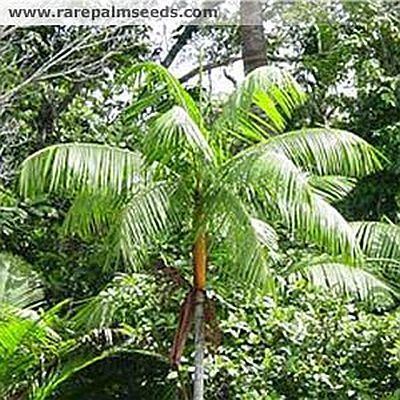 Euterpe (plant) wwwpalmpedianetwikiimagesddfEutCrojpg