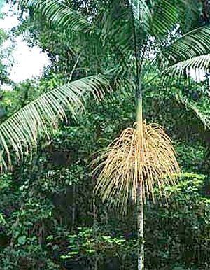 Euterpe precatoria Euterpe precatoria Palmpedia Palm Grower39s Guide