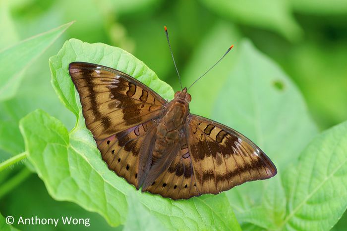 Euthalia ButterflyCircle Checklist