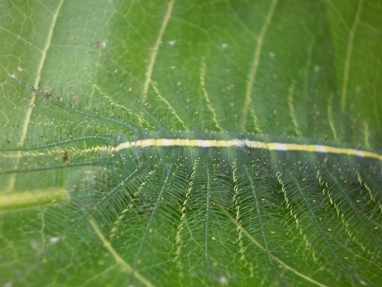 Euthalia aconthea FileEuthalia aconthea caterpillar mango leaf 19jpg Wikimedia Commons
