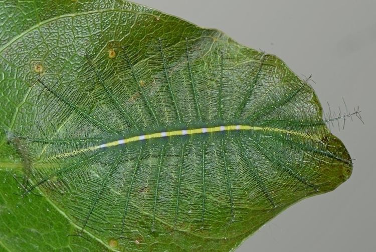 Euthalia aconthea Insect Pests
