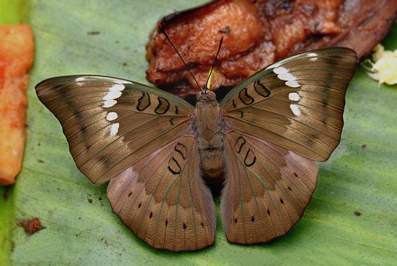Euthalia aconthea Butterflies of the Indian subcontinent Euthalia aconthea