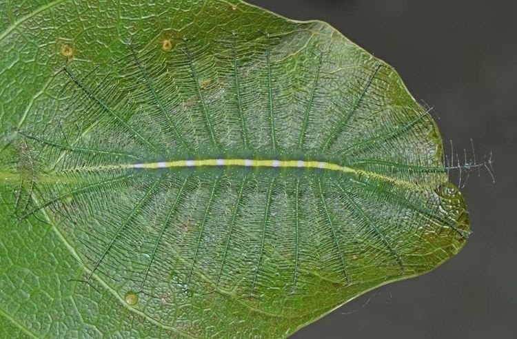 Euthalia aconthea Insect Pests