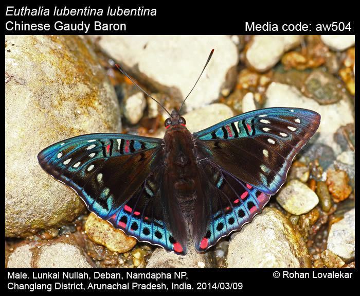 Euthalia lubentina Euthalia lubentina Gaudy Baron Butterflies of India
