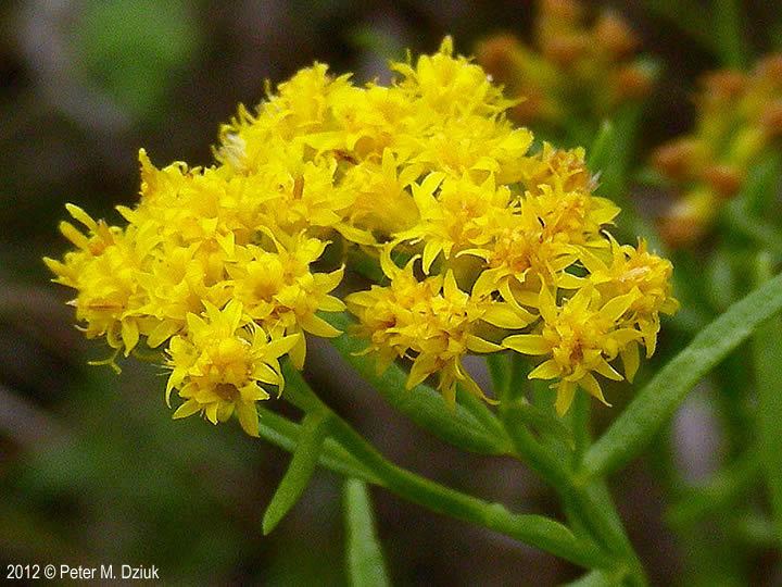 Euthamia Euthamia gymnospermoides Great Plains Goldenrod Minnesota Wildflowers