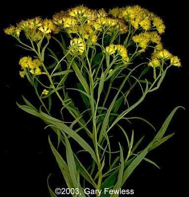 Euthamia graminifolia Vascular Plants of Wisconsin Euthamia graminifolia grassleaved