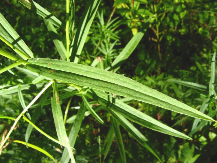 Euthamia graminifolia Euthamia graminifolia common grassleavedgoldenrod flattop