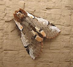 Euthyatira lorata httpsuploadwikimediaorgwikipediacommonsthu