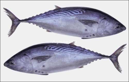 Euthynnus bonito tunalatin nameEuthynnus affinis productsChina bonito tuna
