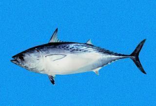Euthynnus Euthynnus affinis Mackerel Tuna Discover Life