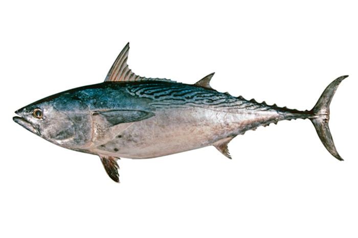 Euthynnus affinis fishesofaustralianetauimagesimageEuthynnusAff