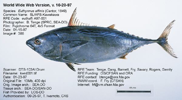 Euthynnus Regulatory Fish Encyclopedia RFE gt RFE Page 1 for ltigtEuthynnus