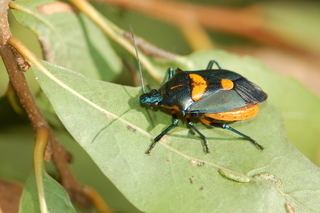 Euthyrhynchus floridanus Euthyrhynchus floridanus Florida Predatory Stink Bug Discover Life