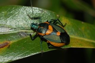 Euthyrhynchus floridanus Euthyrhynchus floridanus Florida Predatory Stink Bug Discover Life