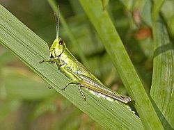 Euthystira brachyptera httpsuploadwikimediaorgwikipediacommonsthu