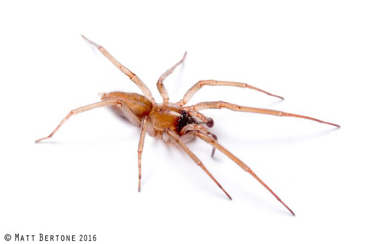 Eutichuridae sac spider Eutichuridae Strotarchus Matt Bertone Flickr