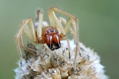 Eutichuridae Eutichuridae Wiki des SpinnenForums