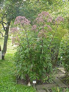 Eutrochium purpureum httpsuploadwikimediaorgwikipediacommonsthu