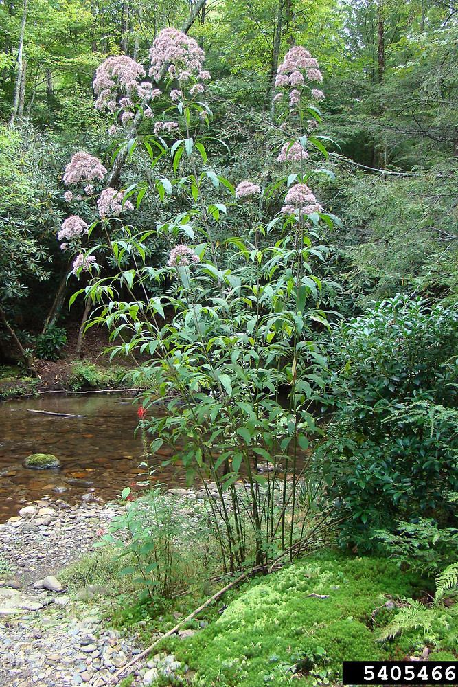 Eutrochium purpureum Eutrochium purpureum purple JoePye weed Go Botany