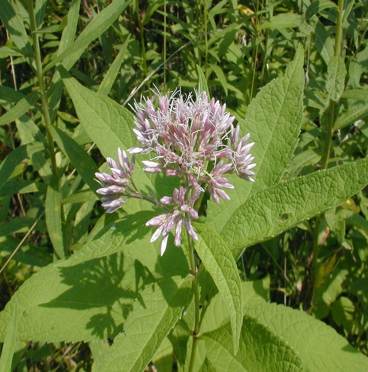 Eutrochium purpureum Eutrochium purpureum purple JoePye weed Go Botany