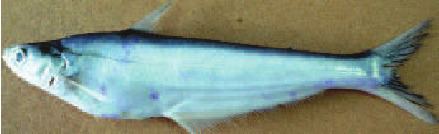 Eutropiichthys vacha THREATENED FISHES OF THE WORLD Eutropiichthys vacha Hamilton 1822