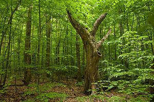 Euxine-Colchic deciduous forests httpsuploadwikimediaorgwikipediacommonsthu
